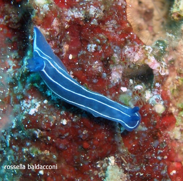 Hypselodoris orsinii